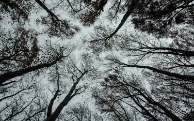 Myth #1: Addiction is a choice. The user could just stop if they wanted to